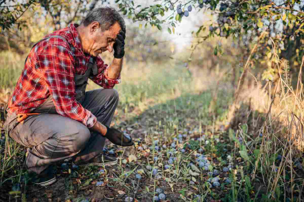 Agricoltore