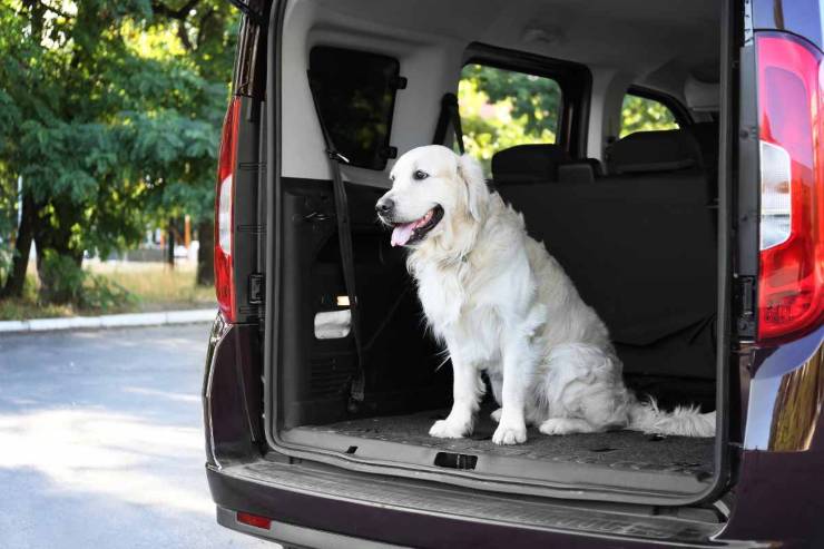 Come tenere il cane in auto