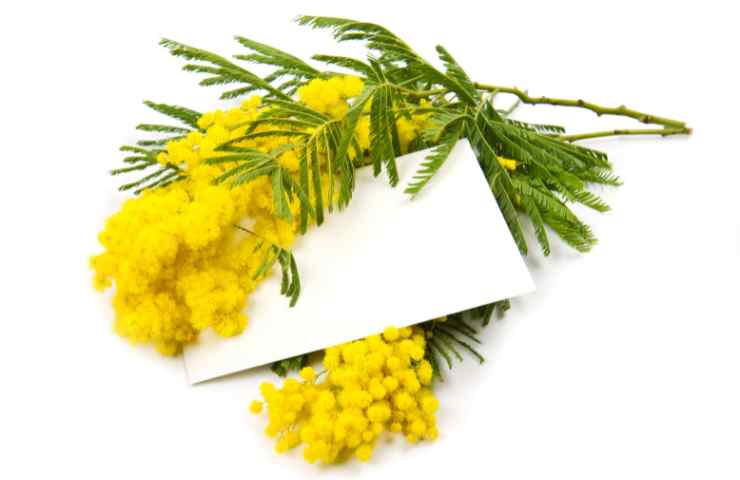 mimose 