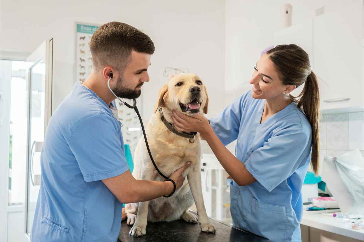 Cane dal veterinario