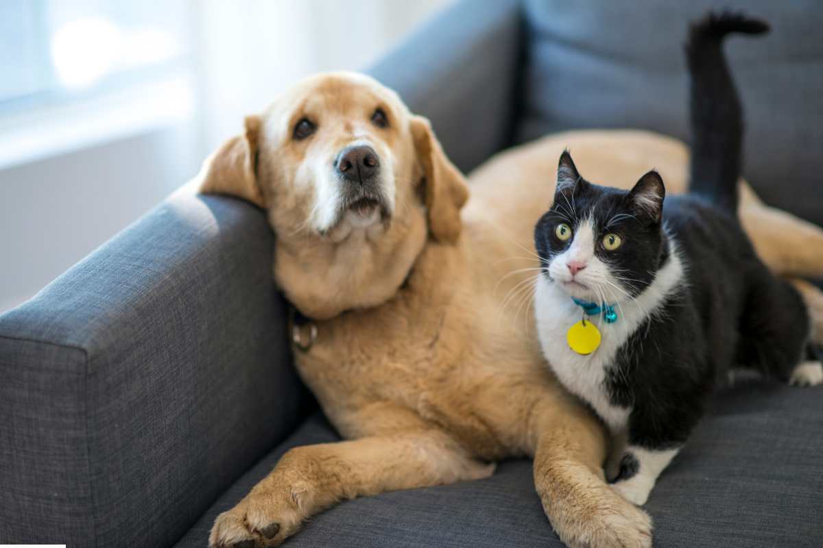 cane e gatto 