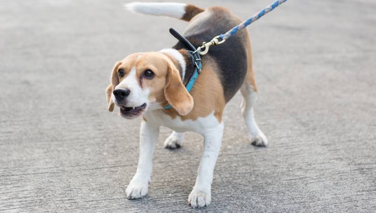 cane abbaia di notte che fare