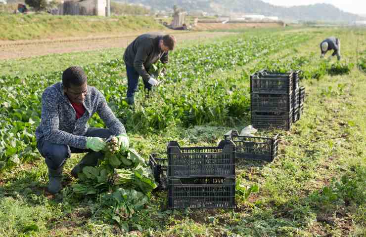 cosa spetta ad un lavoratore stagionale