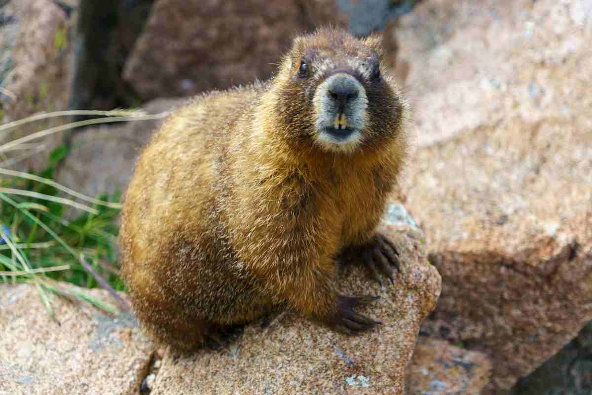 animali stress e traumi