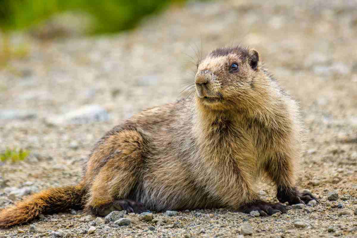 animali stress e traumi